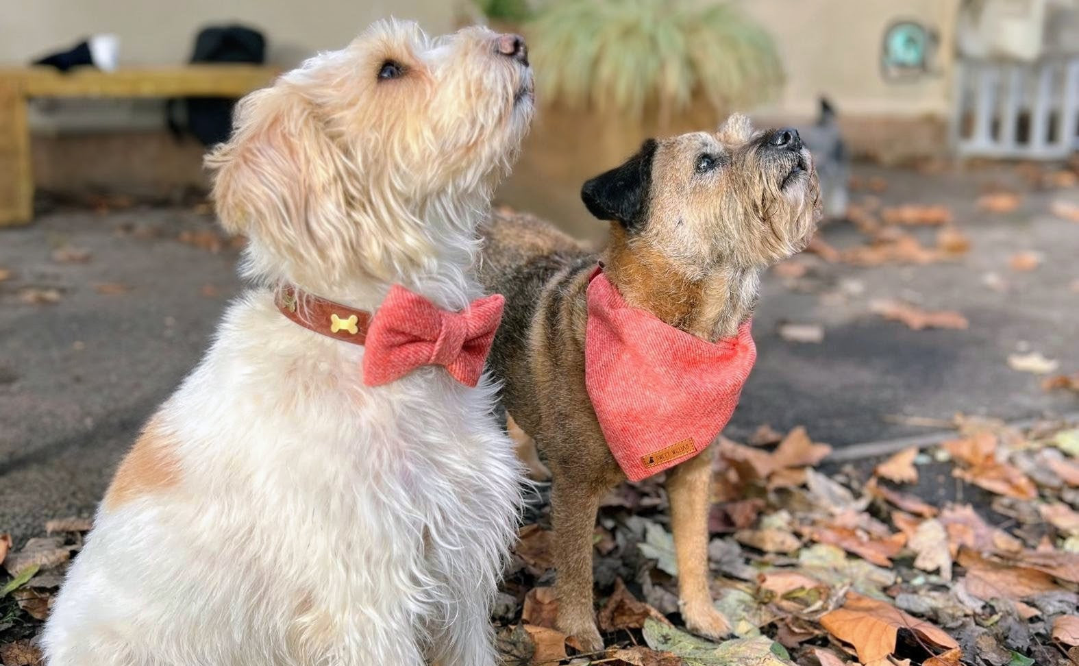 Dog Clothing – 69b Pet Boutique