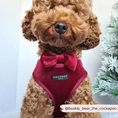 Load image into Gallery viewer, Luxe Velvet Bow Tie - Berry Red