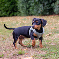 Load image into Gallery viewer, Teddy Bear Fleece Harness For Puppies & Small Dogs Sage