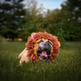 Load image into Gallery viewer, Lion Dog Snood