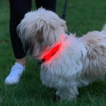 Load image into Gallery viewer, Red LED Dog Collar