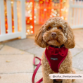 Load image into Gallery viewer, Luxe Velvet Bow Tie - Berry Red