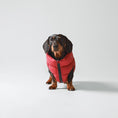 Load image into Gallery viewer, Hackett X Hugo Hudson Dog Puffer Jacket