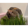 Load image into Gallery viewer, Organic Cat Grass Kit - Grow At Home