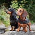 Load image into Gallery viewer, Dachshund Raincoat Turner