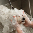 Load image into Gallery viewer, Calming Shampoo for Sensitive Skin & Coats