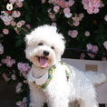 Load image into Gallery viewer, London Garden Greenwich Collar
