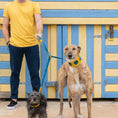 Load image into Gallery viewer, Shuka Blue Hands Free Dog Lead