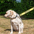 Load image into Gallery viewer, Awareness Training & Safety Dog Lead