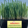 Load image into Gallery viewer, Organic Cat Grass Kit - Grow At Home