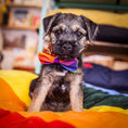 Load image into Gallery viewer, Rainbow Stripe Dog Bow Tie