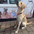 Load image into Gallery viewer, Rainbow Webbing Harness