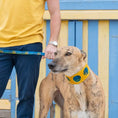 Load image into Gallery viewer, Shuka Blue Hound Collar
