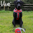 Load image into Gallery viewer, Viva Retractable Lead