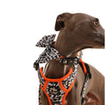 Load image into Gallery viewer, The Flash Collar