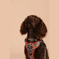 Load image into Gallery viewer, The Flash Harness