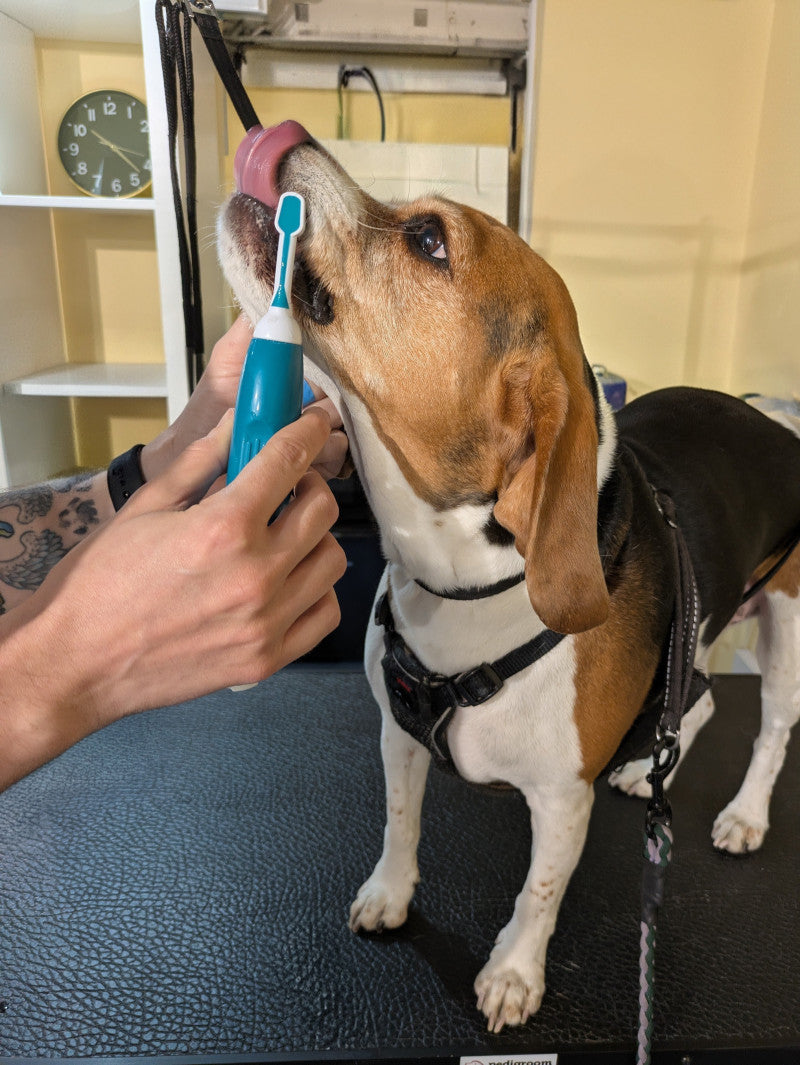 Why an Ultrasonic Teeth Clean Is the Smartest Way to Protect Your Dog’s Smile