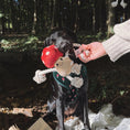 Load image into Gallery viewer, Tallulah Toadstool Dog Toy

