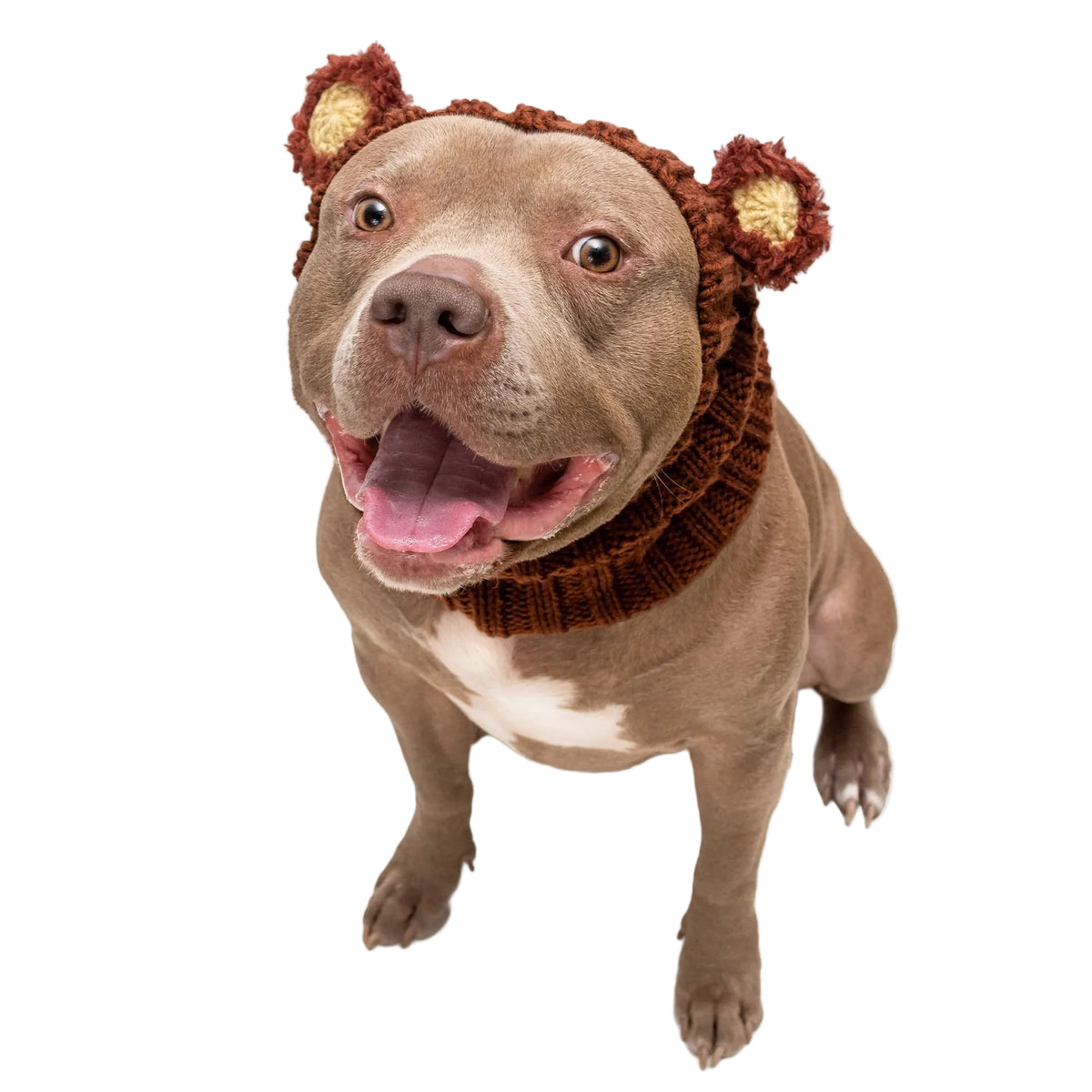 A brown pitbull-type dog wearing a brown knit bear-themed hat and matching knit collar, photographed against a clean white background.