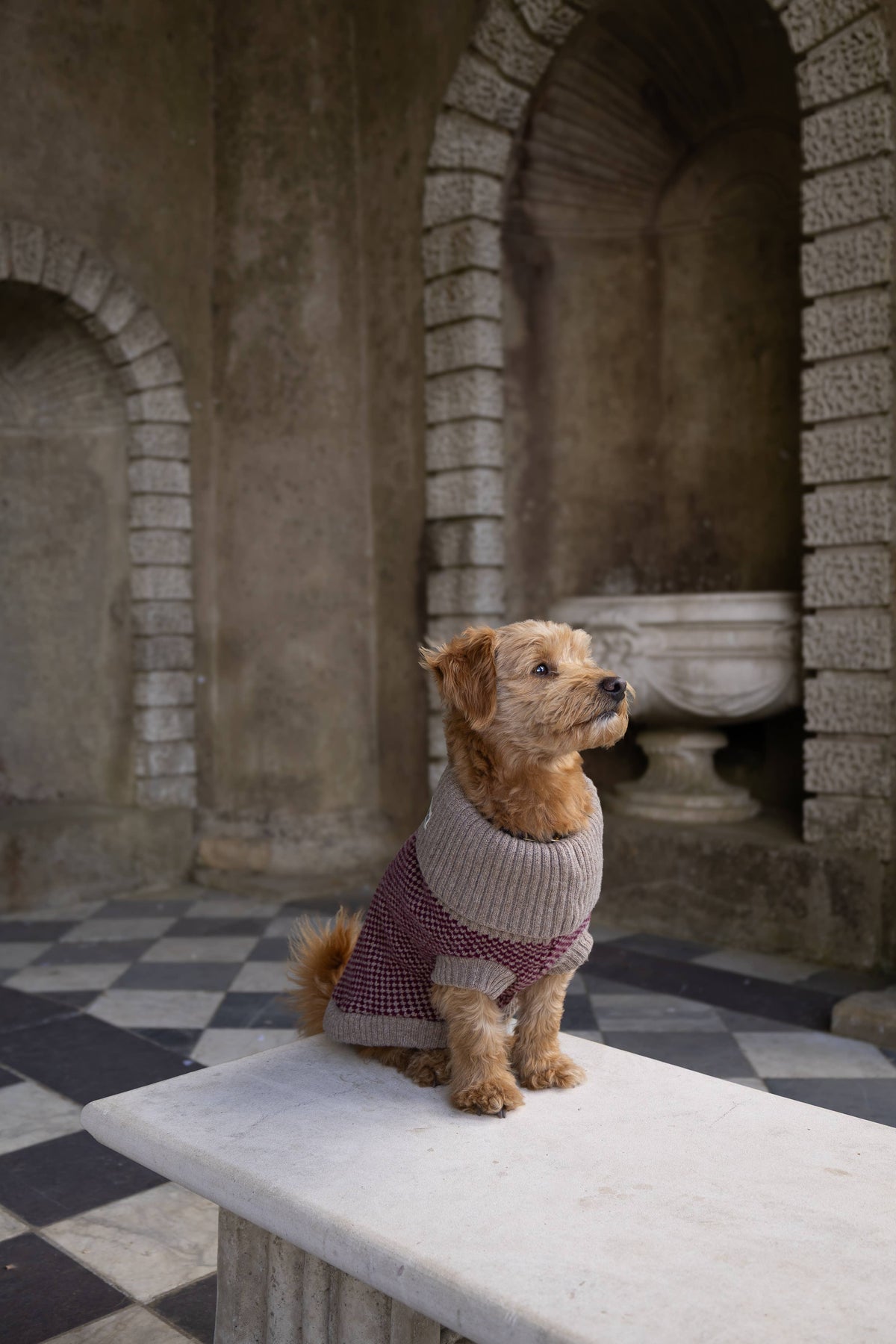 Burgundy Merino Lambswool Dog Jumper