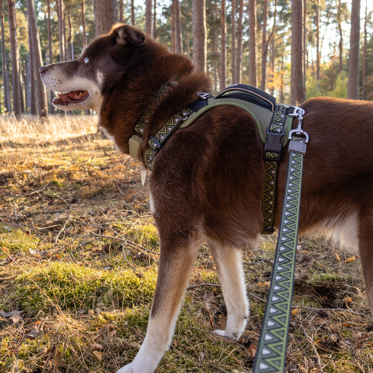 GO-CEE Dog Lead Fern