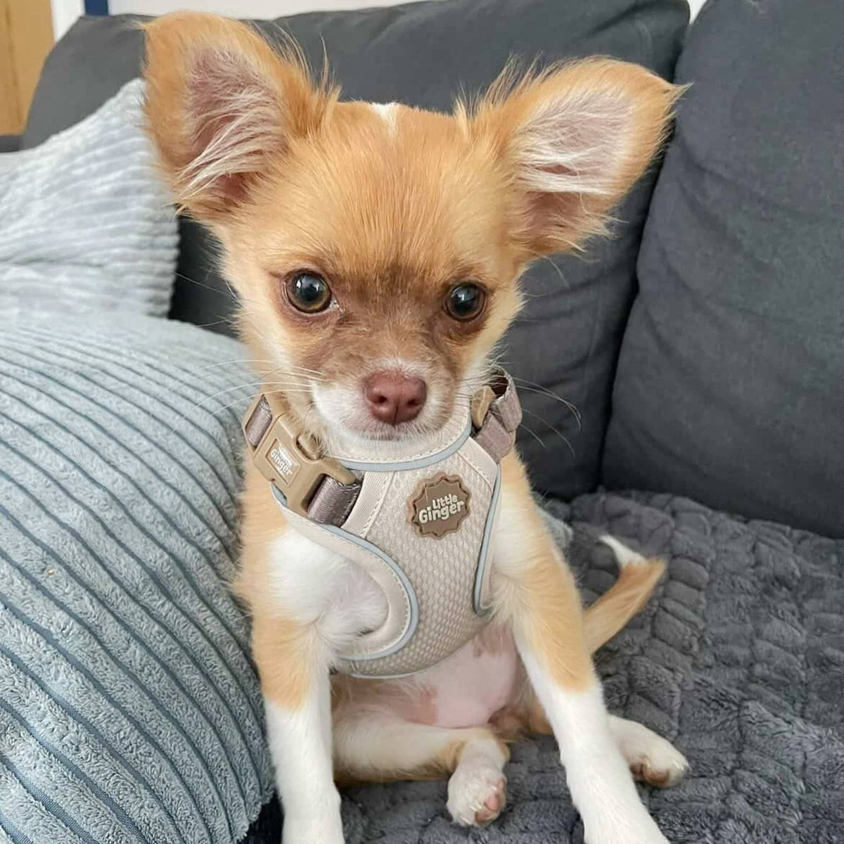 Small Pet Harness - Cafe Latte