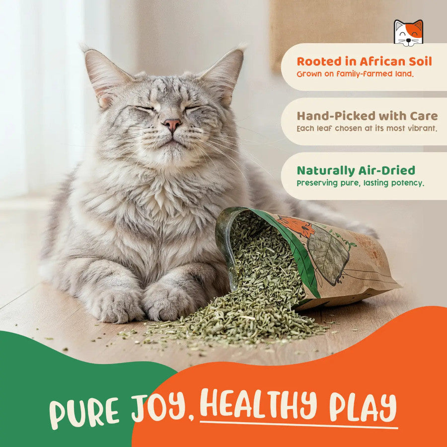 Organic Catnip