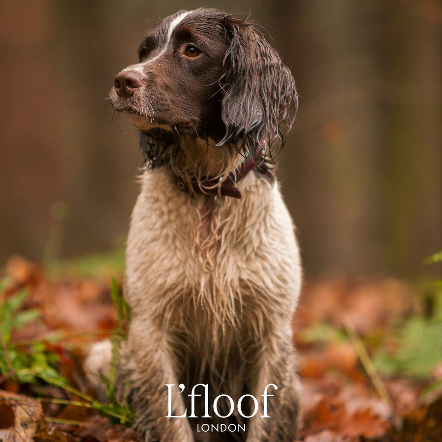 Natural Dog Shampoo - Pongy