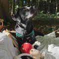 Load image into Gallery viewer, Tallulah Toadstool Dog Toy

