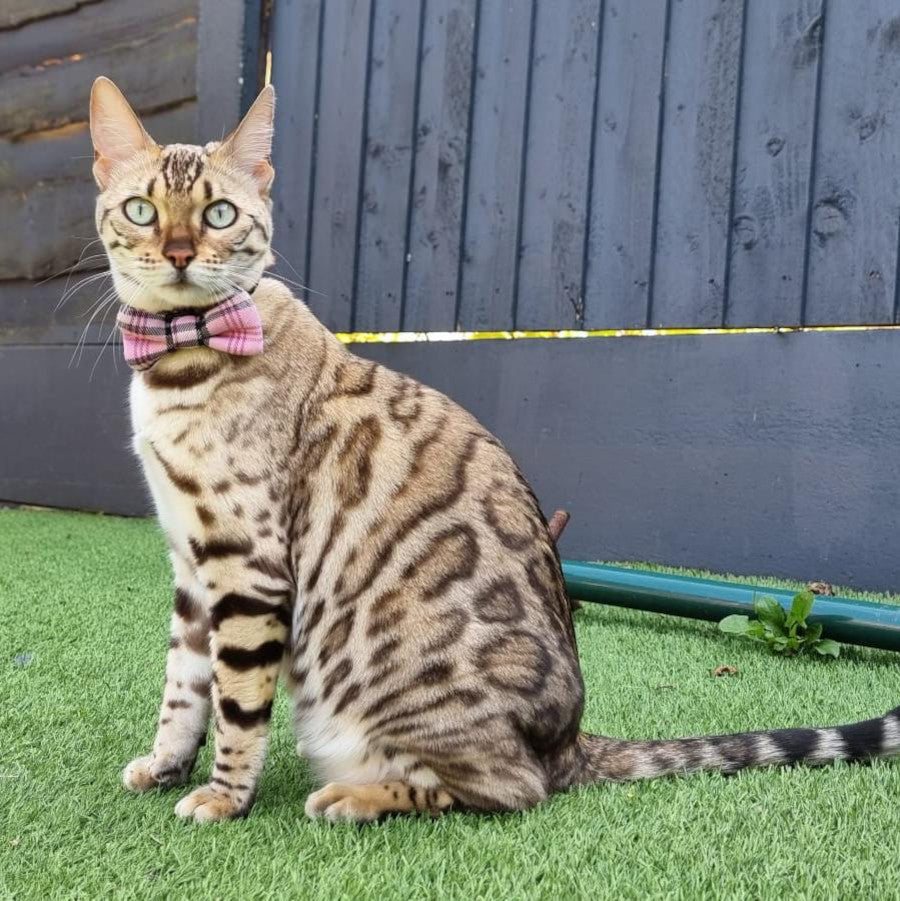 Pinkberry Check Cat Bowtie