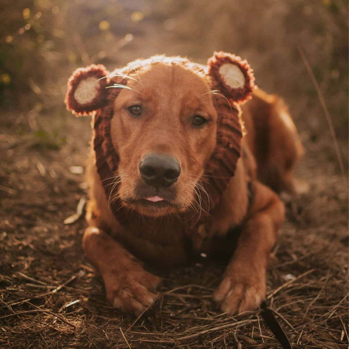 Fuzzy Bear Dog Snood