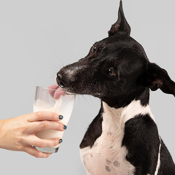 Natural Whole Goat's Milk Powder