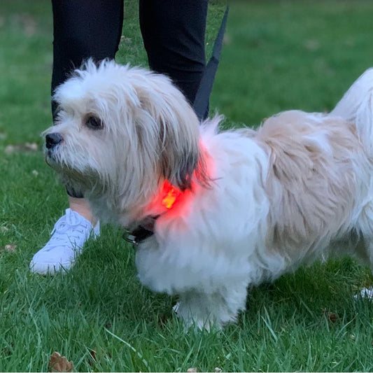 Red LED Dog Collar