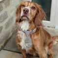 Load image into Gallery viewer, Heritage Check Dog Tie
