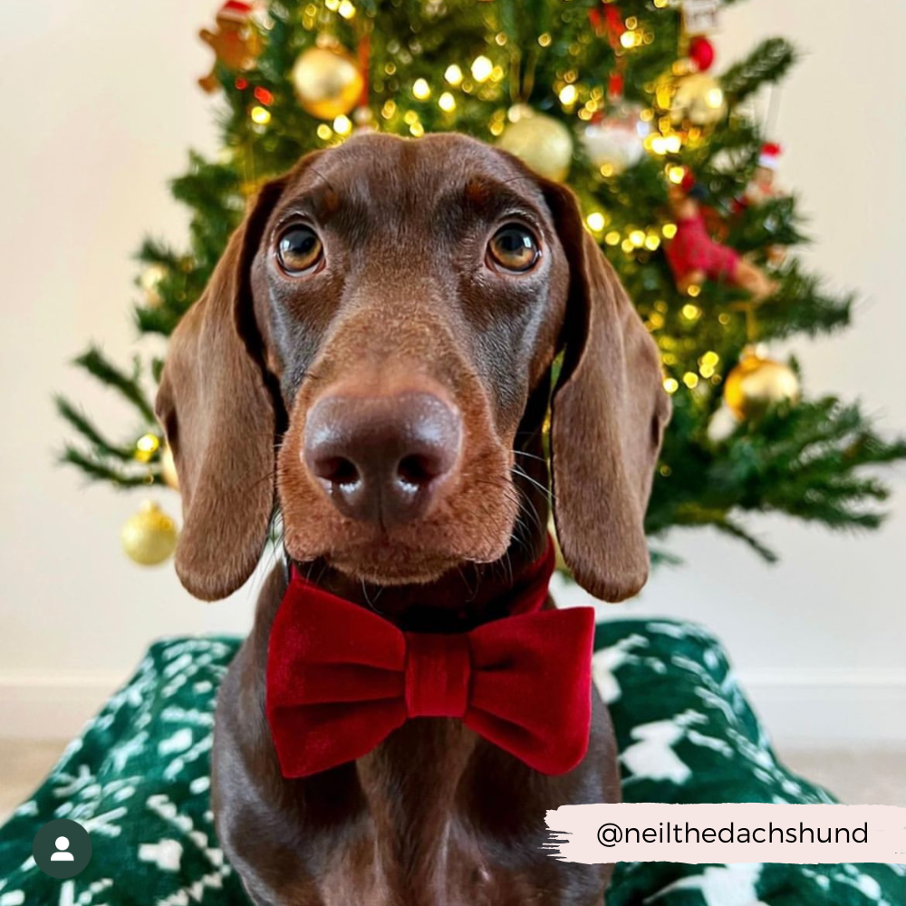 Luxe Velvet Bow Tie - Berry Red