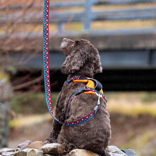GO-CEE Dog Lead Zinnia