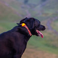 Load image into Gallery viewer, Orange Night safety Soft Blinker
