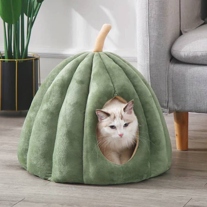 Cat Bed Green Squash