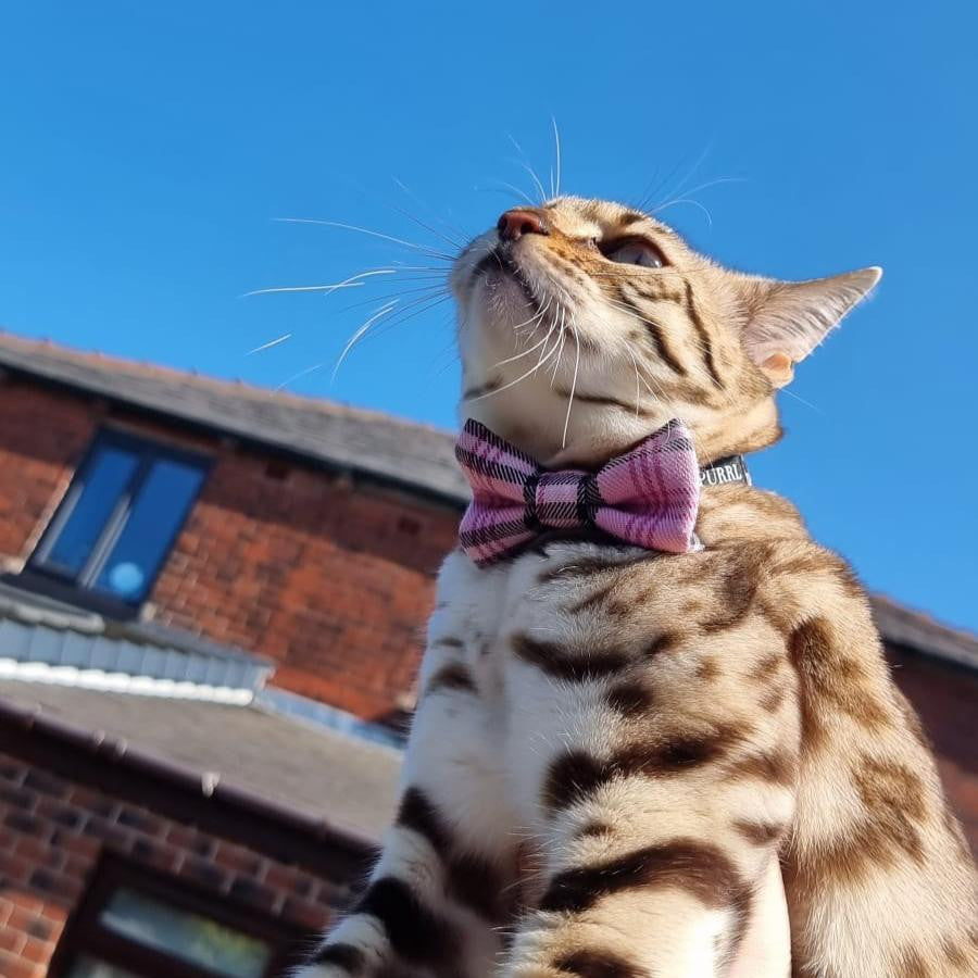 Pinkberry Check Cat Bowtie