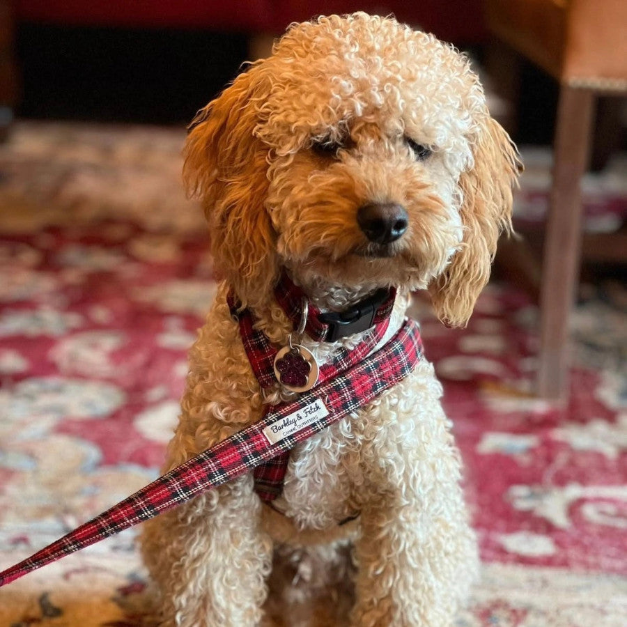 Red Tartan  Dog Collar