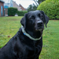 Load image into Gallery viewer, Small Bite Teddy Bear Collar Sage

