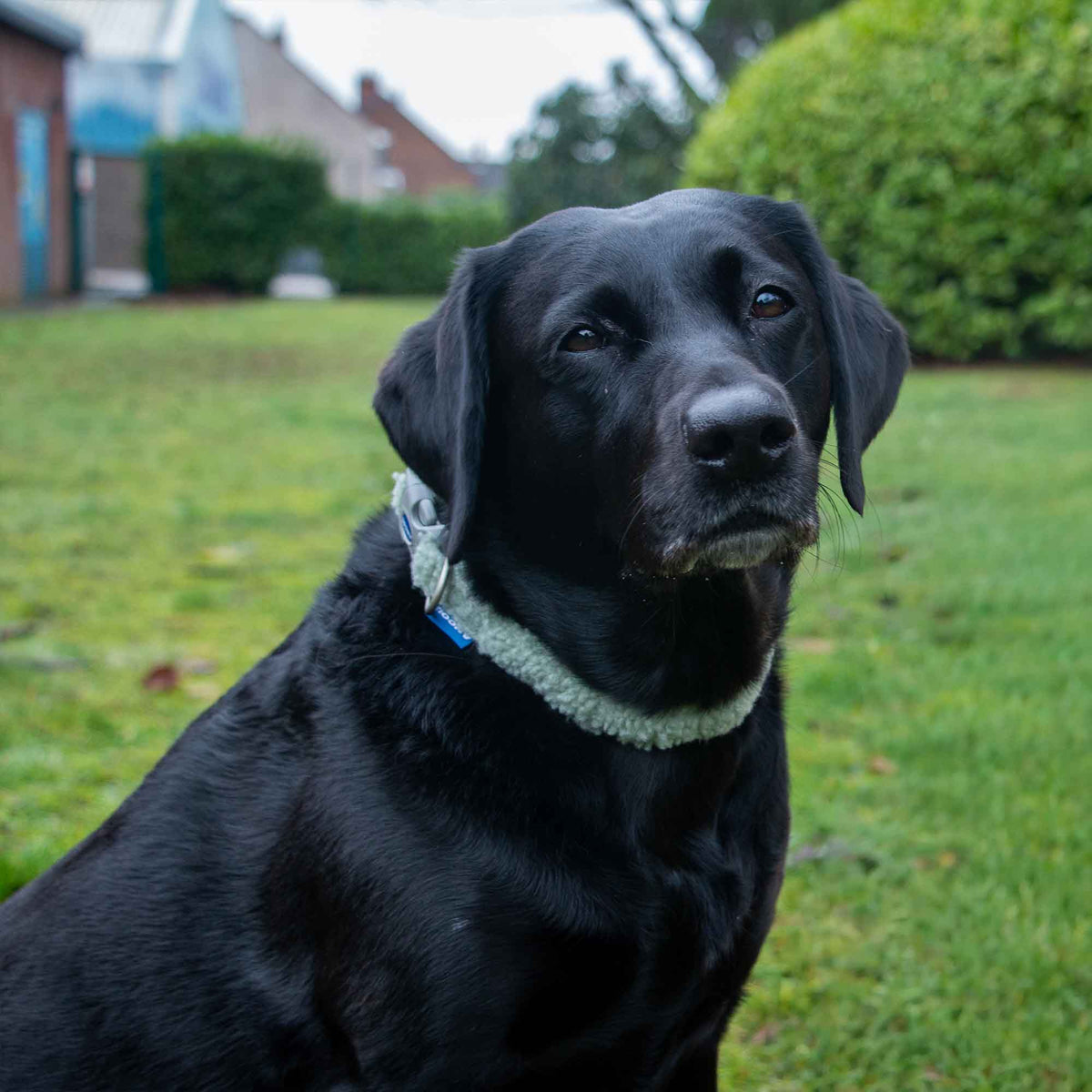 Small Bite Teddy Bear Collar Sage