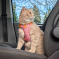 Load image into Gallery viewer, Small Pet Harness - Tutti-Fruity
