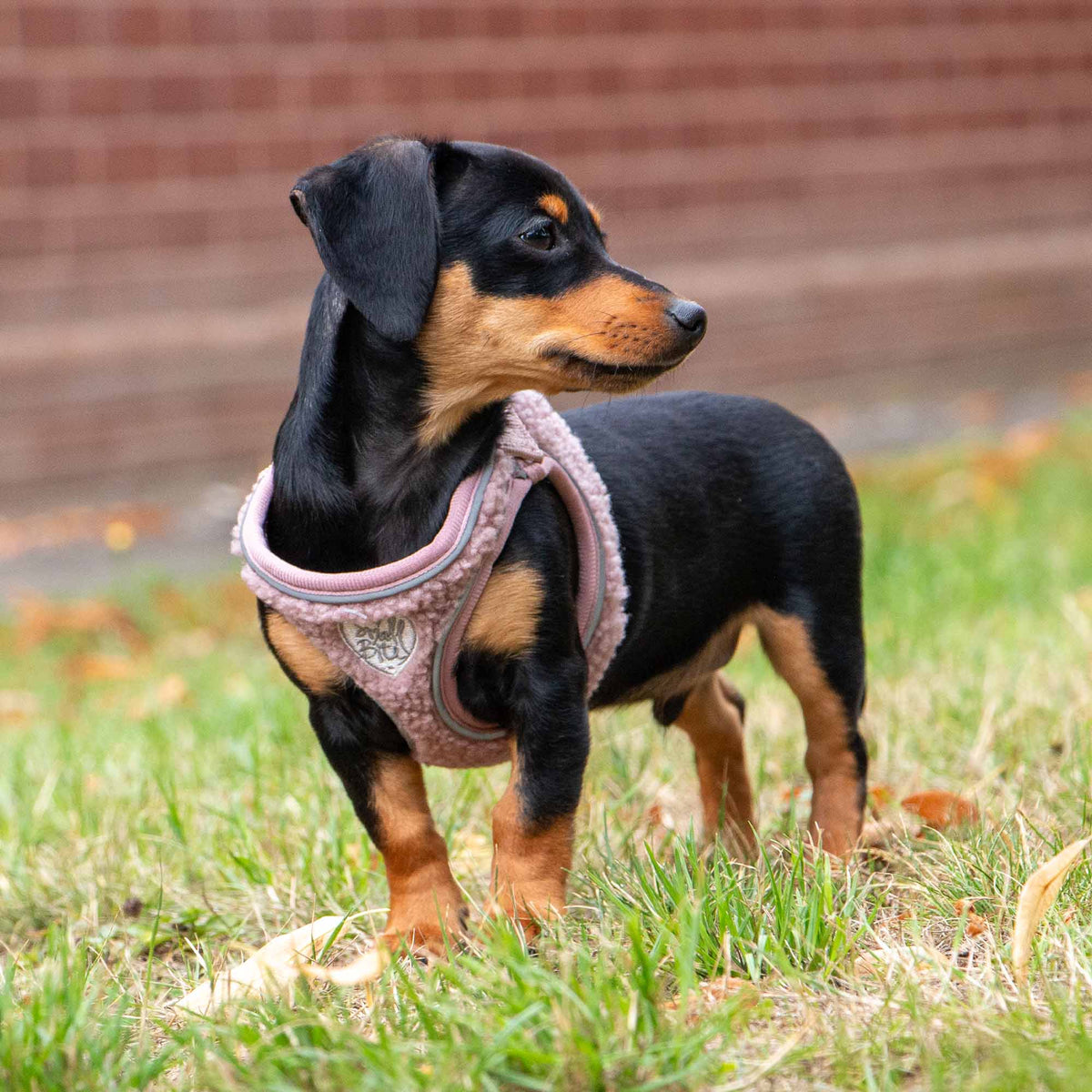 Teddy Bear Fleece Harness For Puppies & Small Dogs - Rose