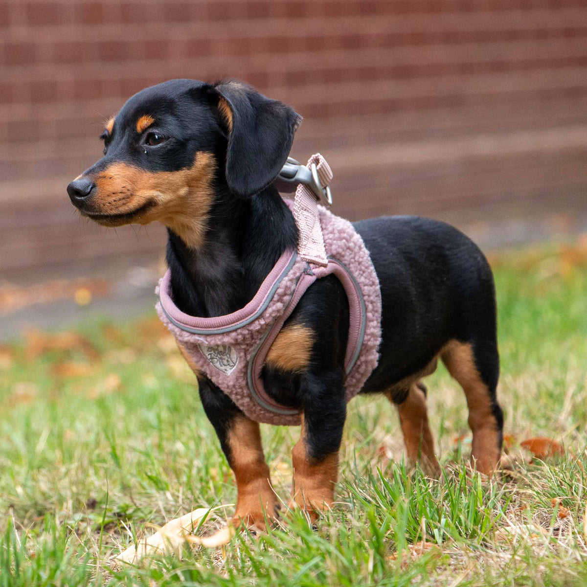 Teddy Bear Fleece Harness For Puppies & Small Dogs - Rose