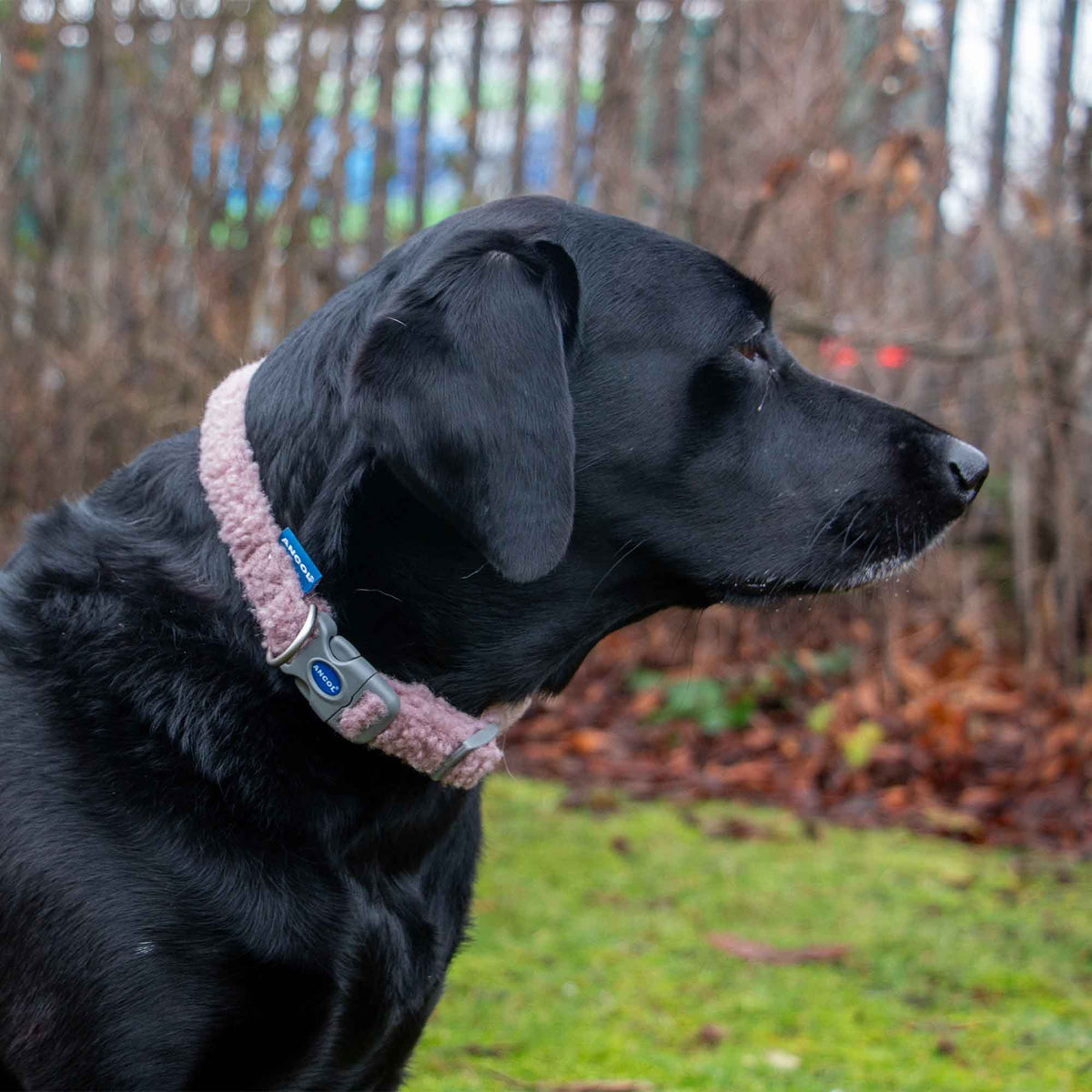 Small Bite Teddy Bear Collar Rose