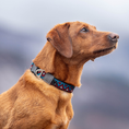 Load image into Gallery viewer, GO-CEE Dog Collar Zinnia
