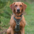 Load image into Gallery viewer, GO-B-BOLD Dog Harness Fern
