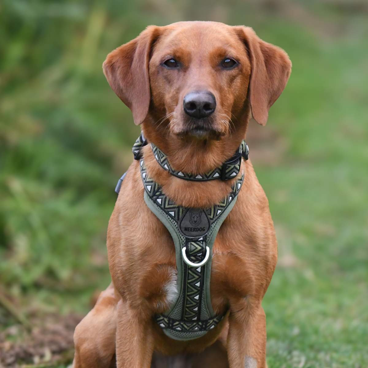 GO-B-BOLD Dog Harness Fern