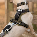 Load image into Gallery viewer, GO-B-BOLD Dog Harness Fern

